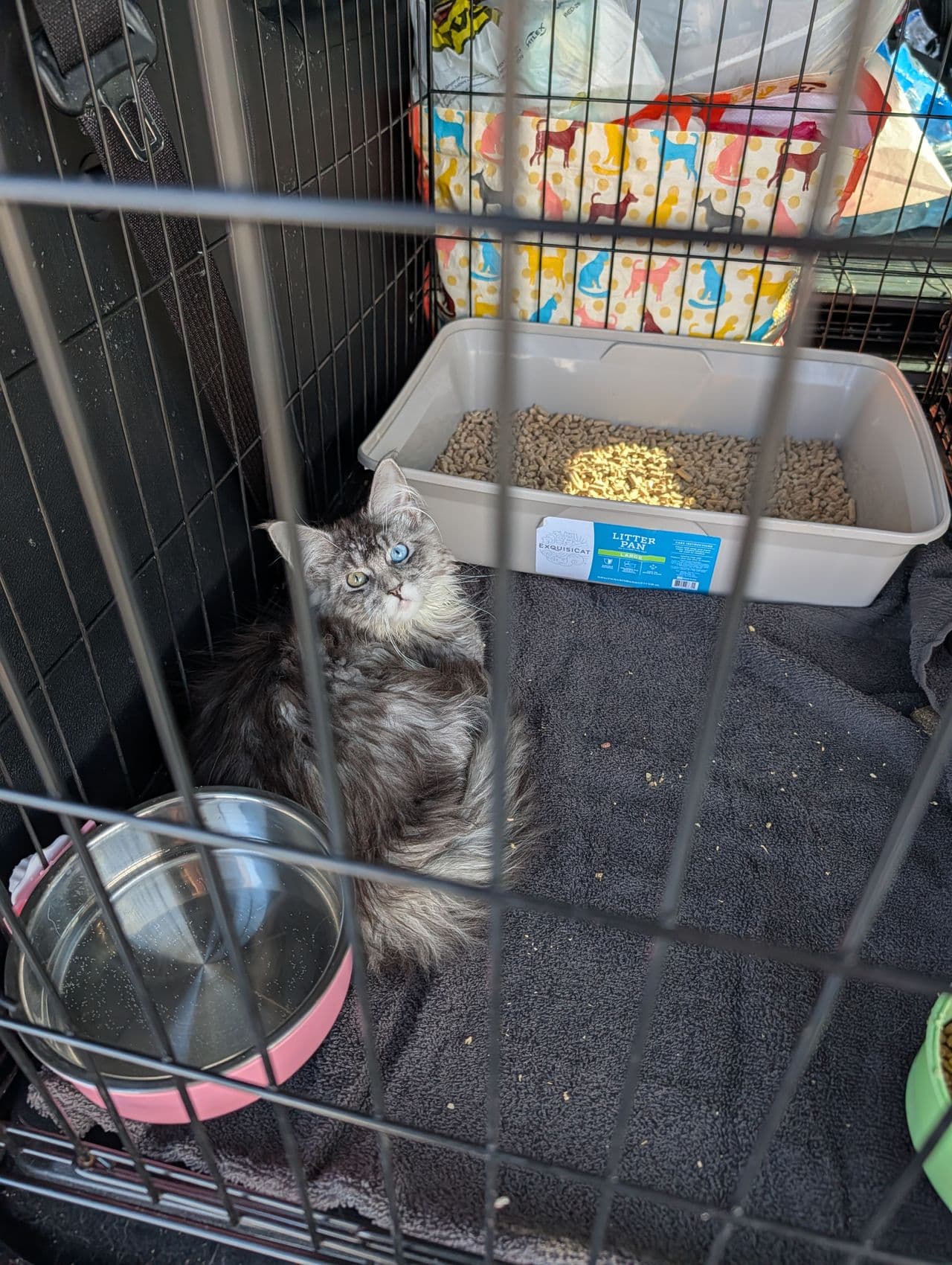 Pet travel photo 2