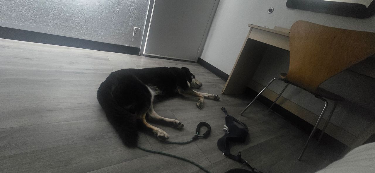 Pet travel photo 5