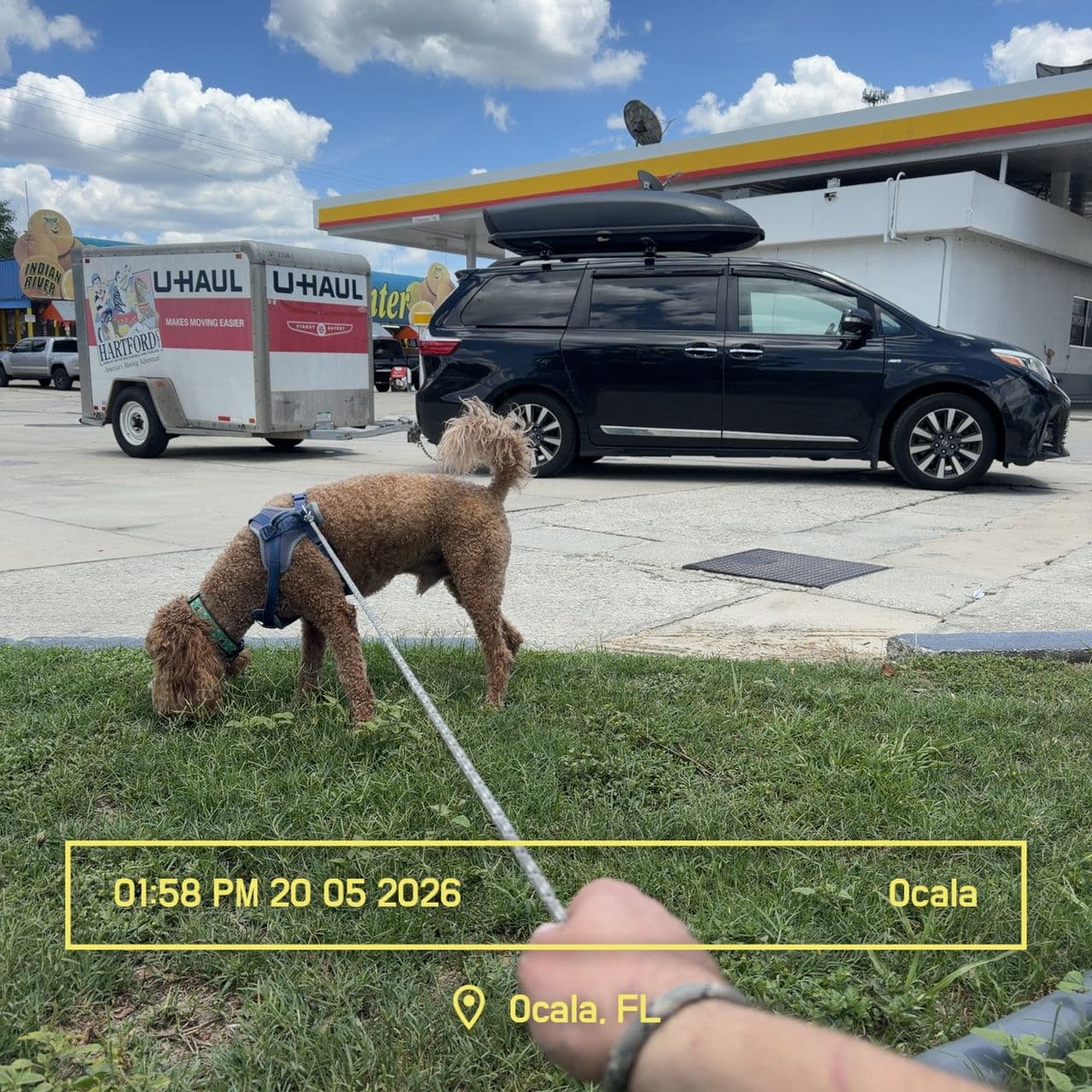 Pet travel photo 3