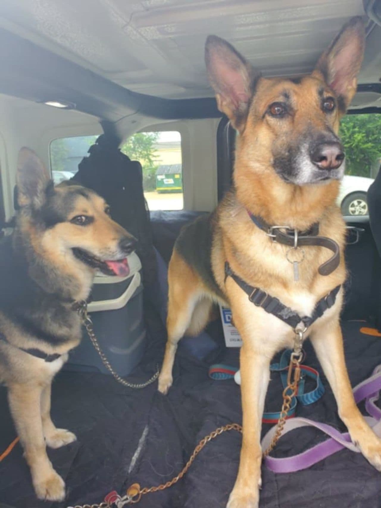Pet travel photo 1