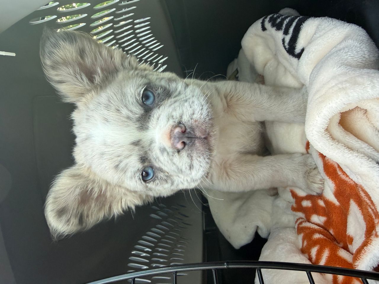 Pet travel photo 5