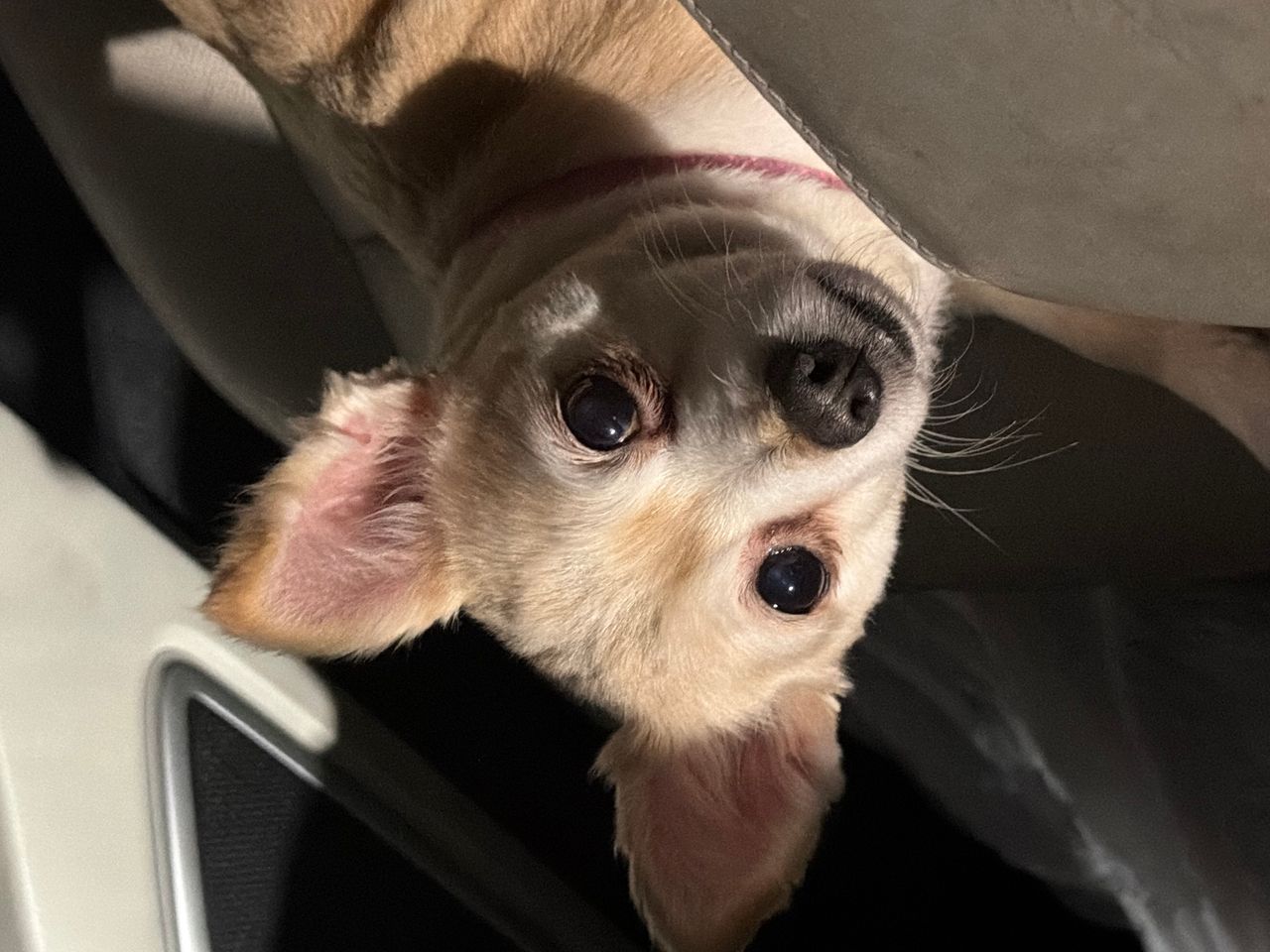 Pet travel photo 2