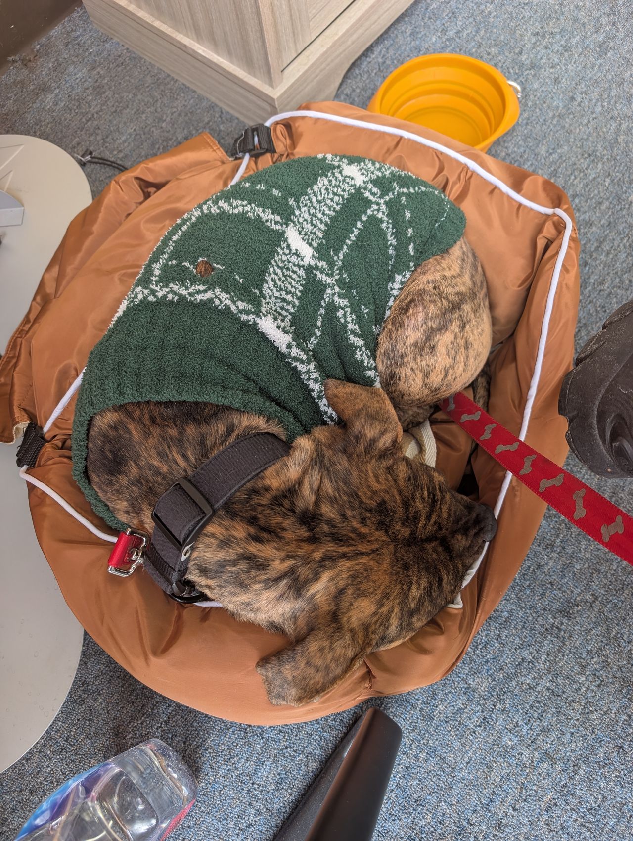 Pet travel photo 2
