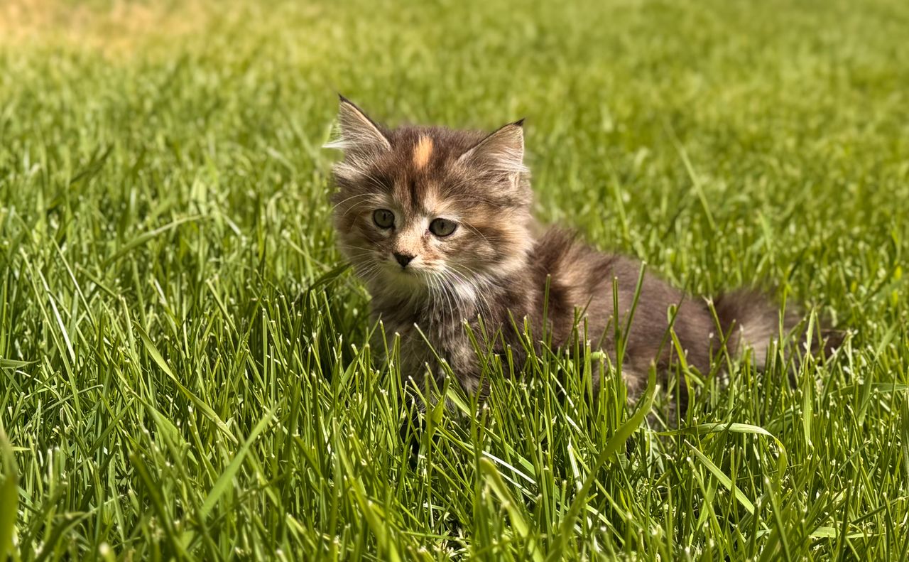 Pet travel photo 2