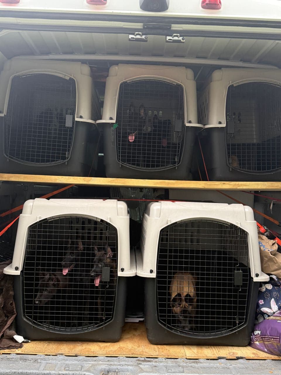 Pet travel photo 1