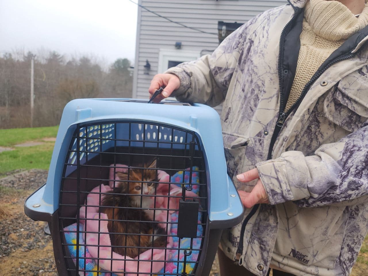 Pet travel photo 1
