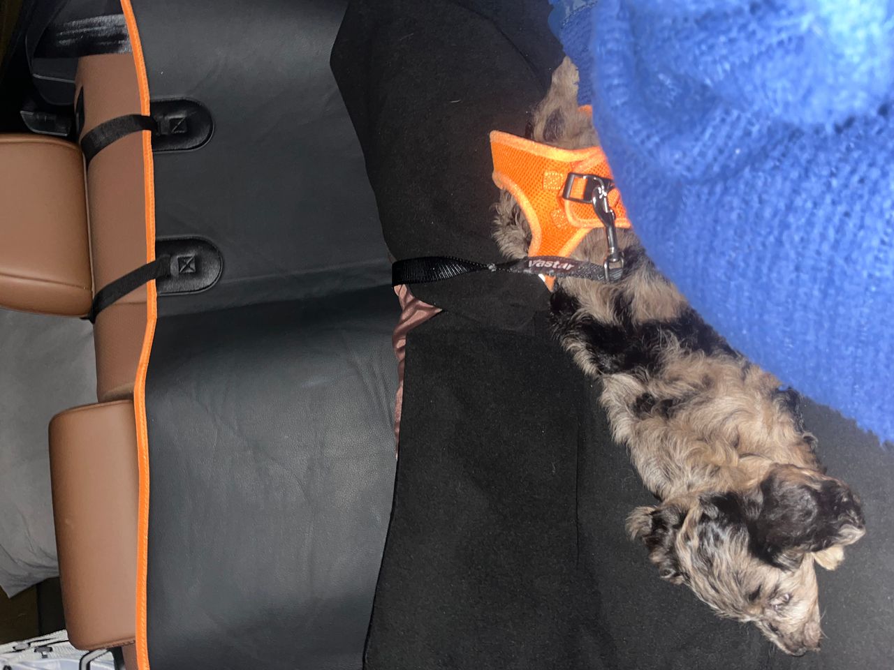 Pet travel photo 6