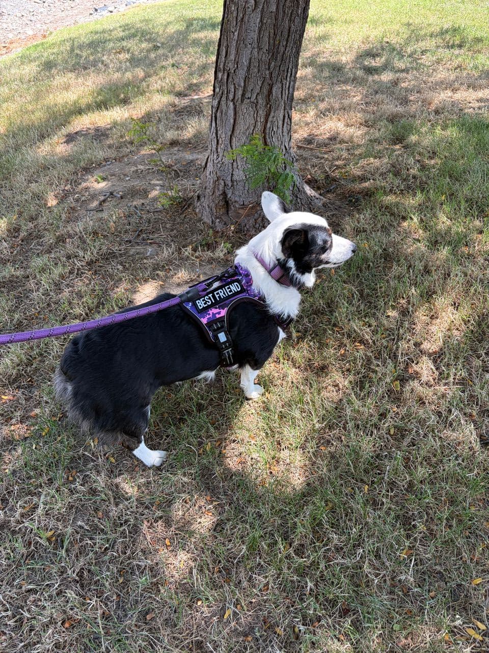 Pet travel photo 1