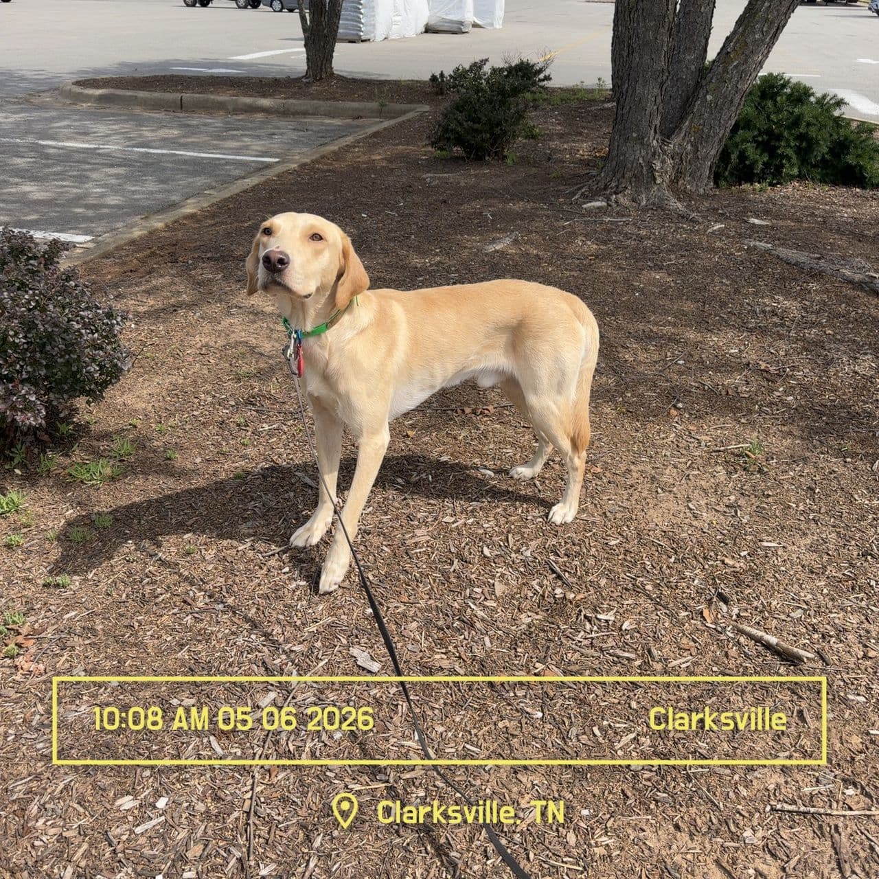 Pet travel photo 1