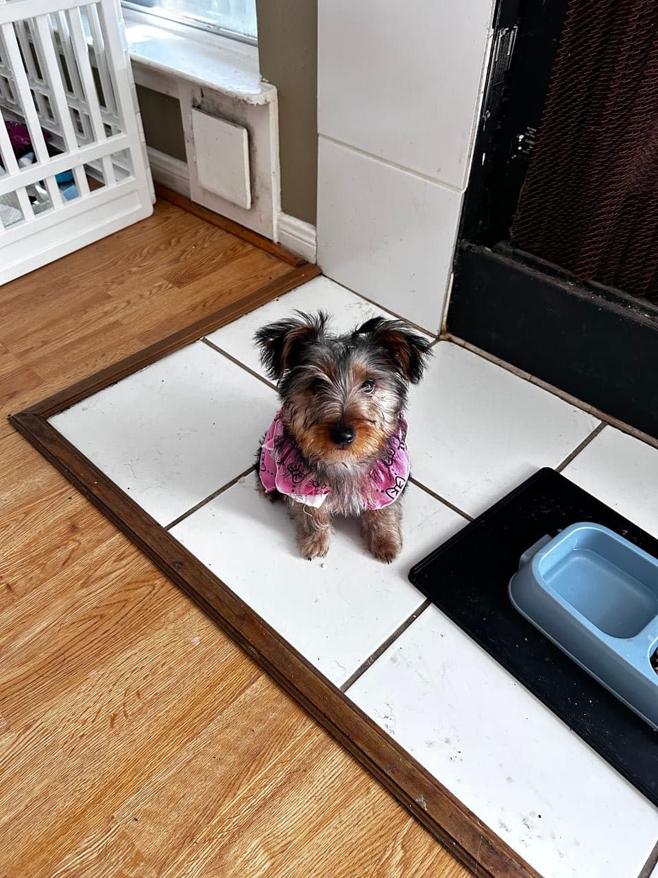 Pet travel photo 2