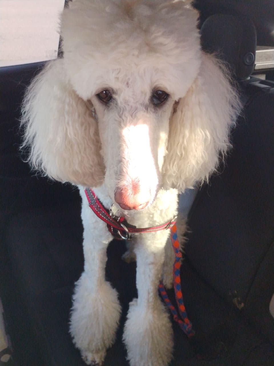 Pet travel photo 1