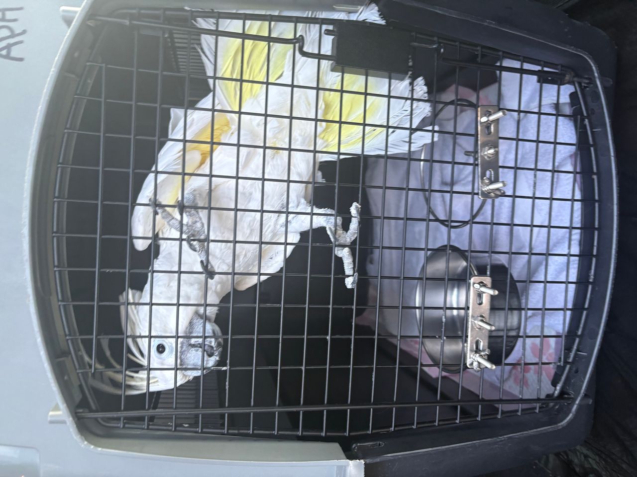Pet travel photo 3