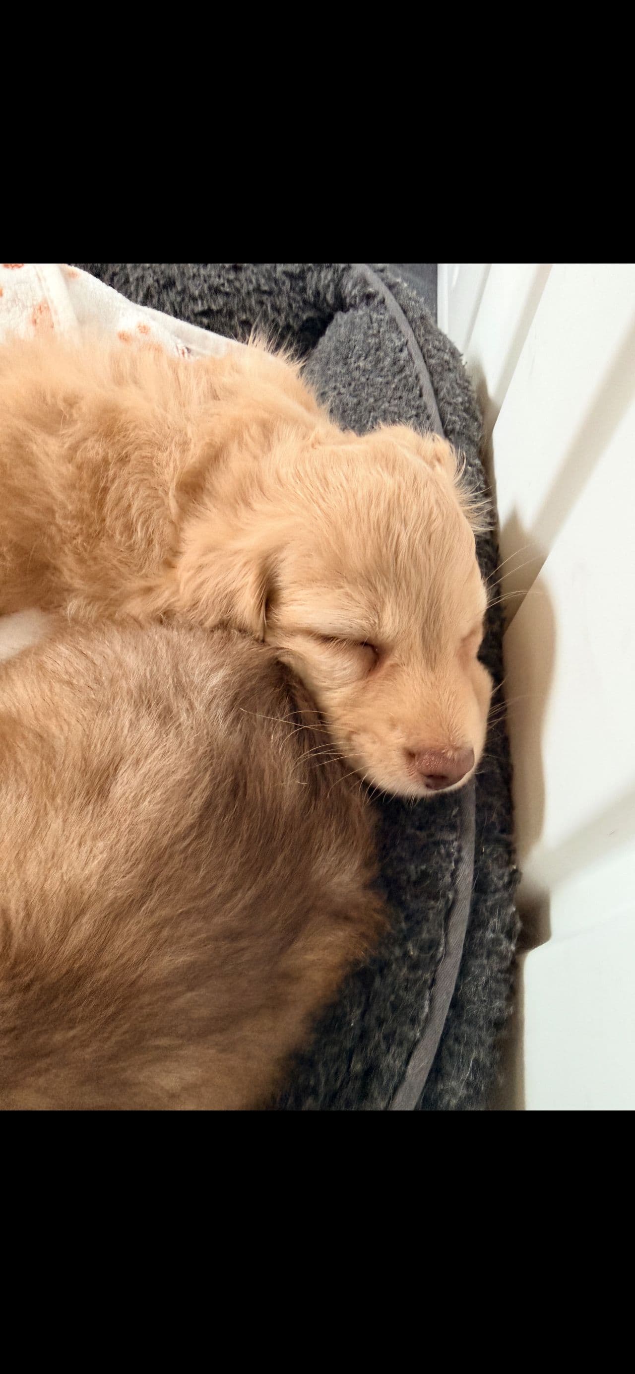 Pet travel photo 1
