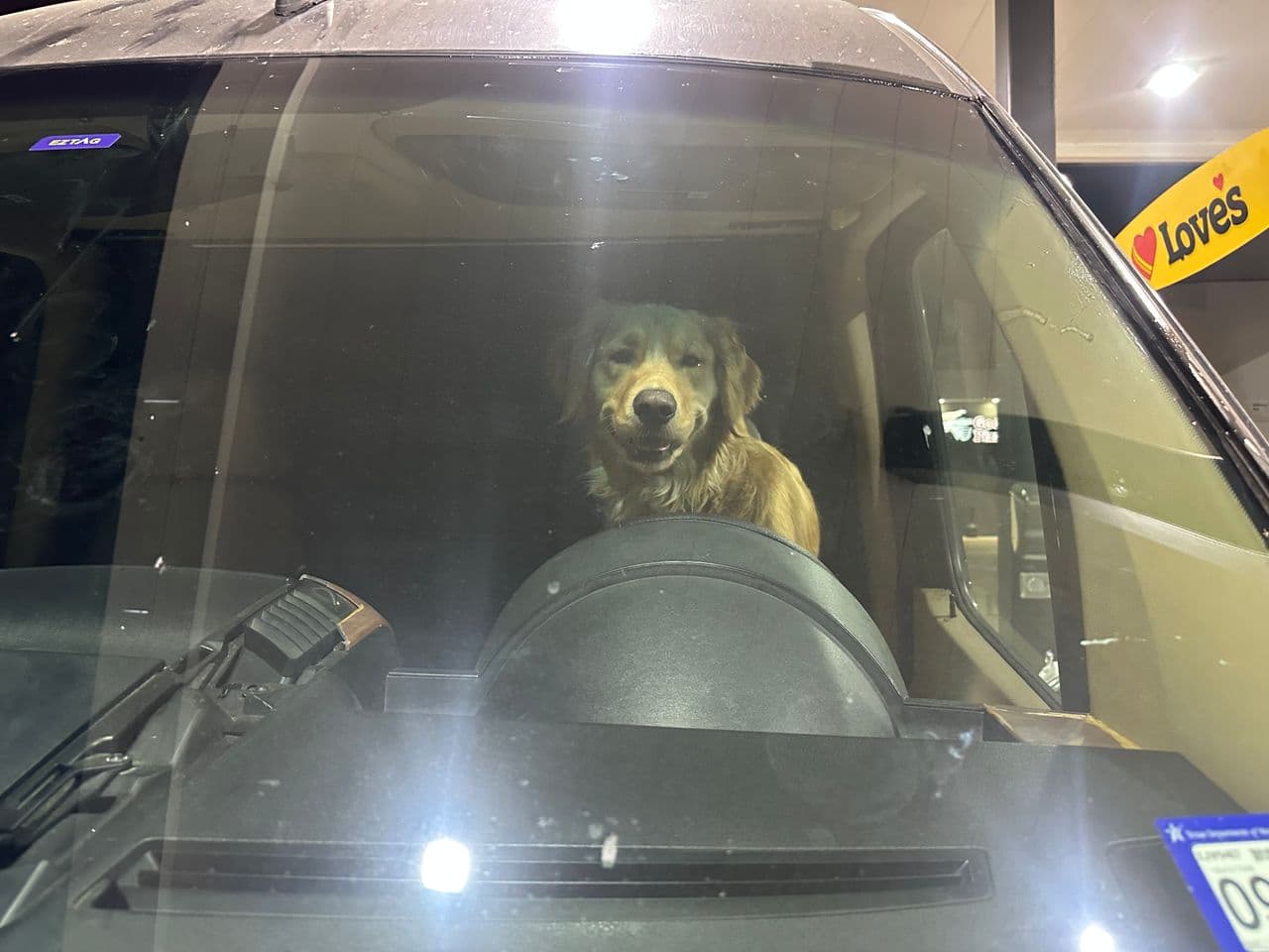 Pet travel photo 2