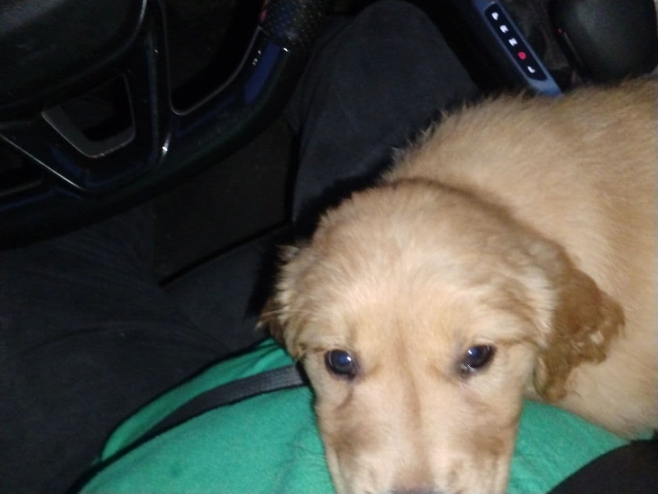 Pet travel photo 5