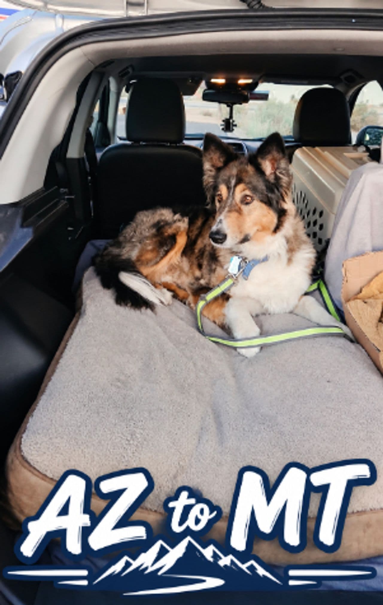 Pet travel photo 4