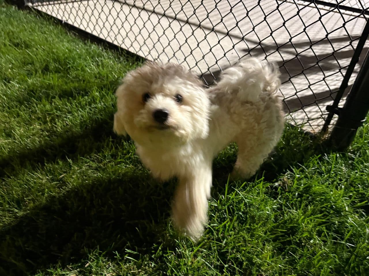 Pet travel photo 2