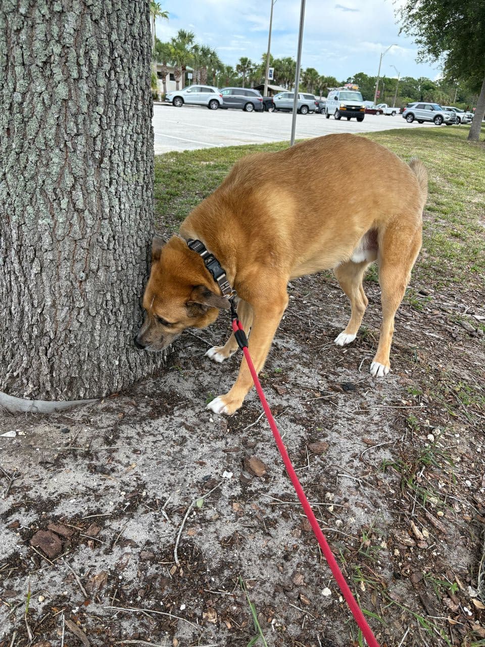 Pet travel photo 3