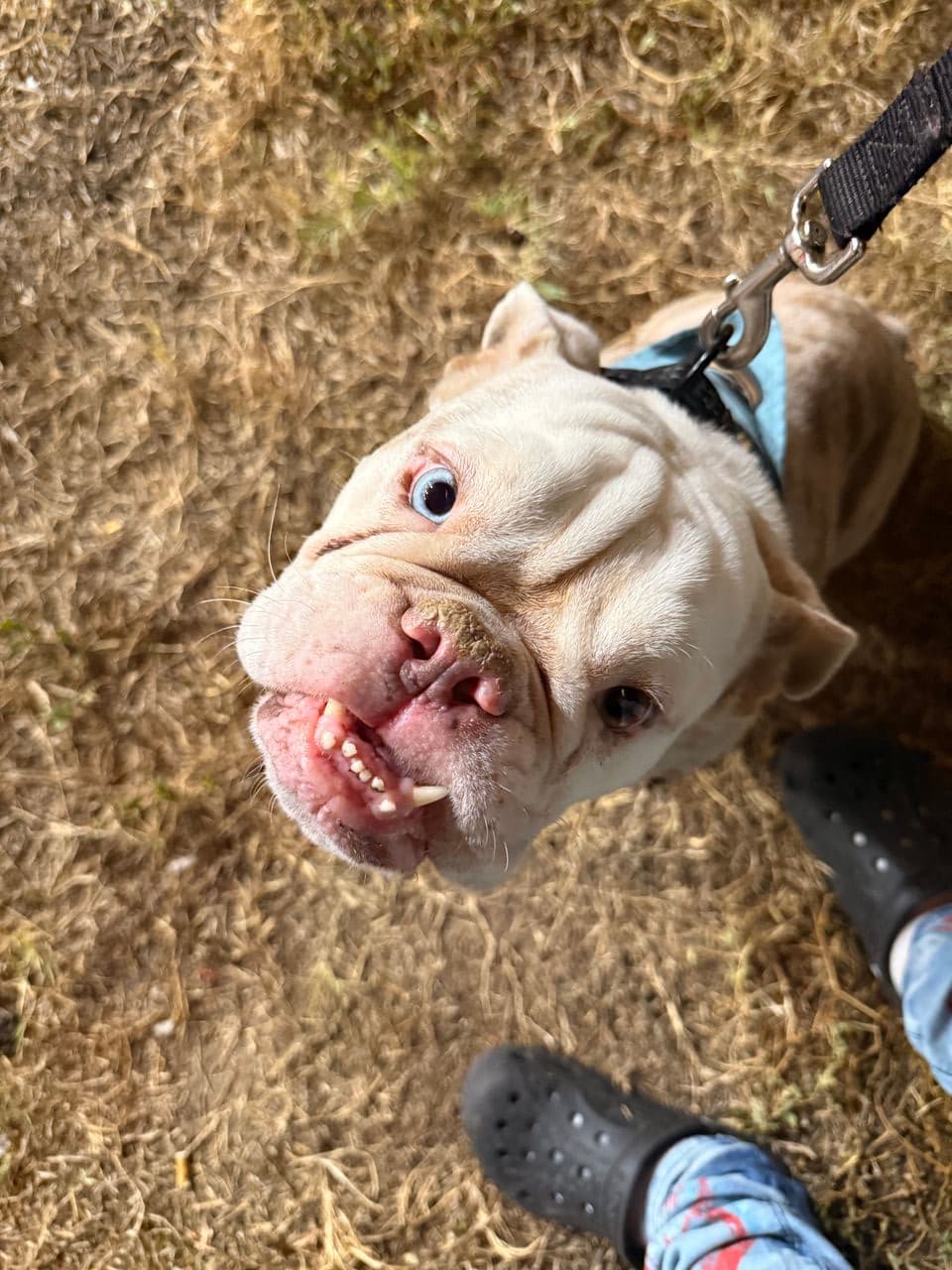 Pet travel photo 3