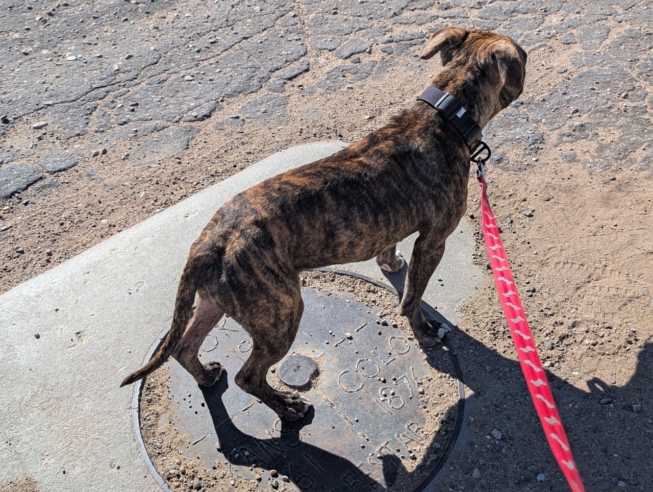 Pet travel photo 3