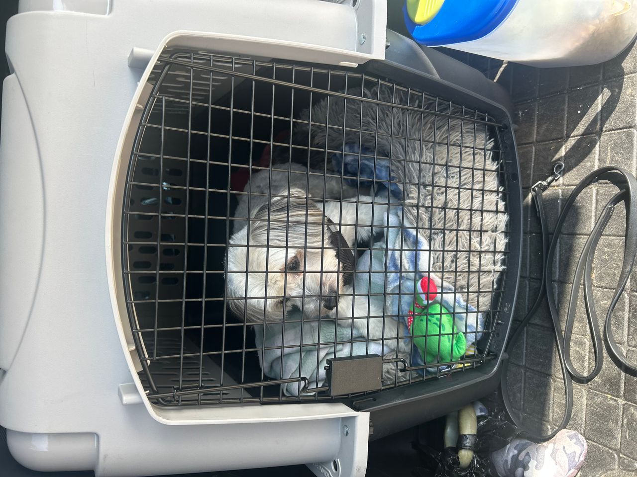 Pet travel photo 1