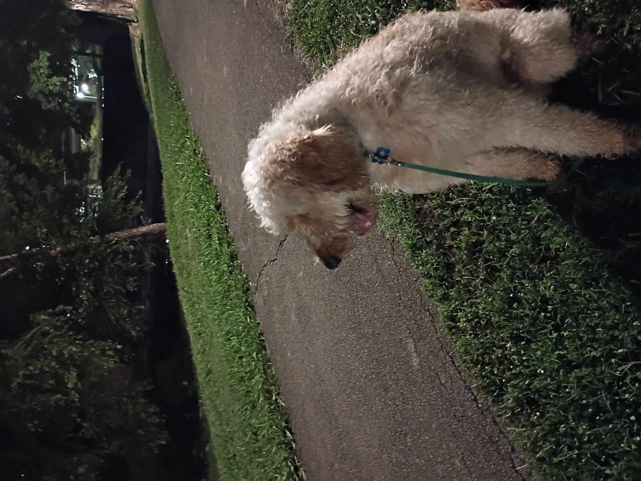 Pet travel photo 2