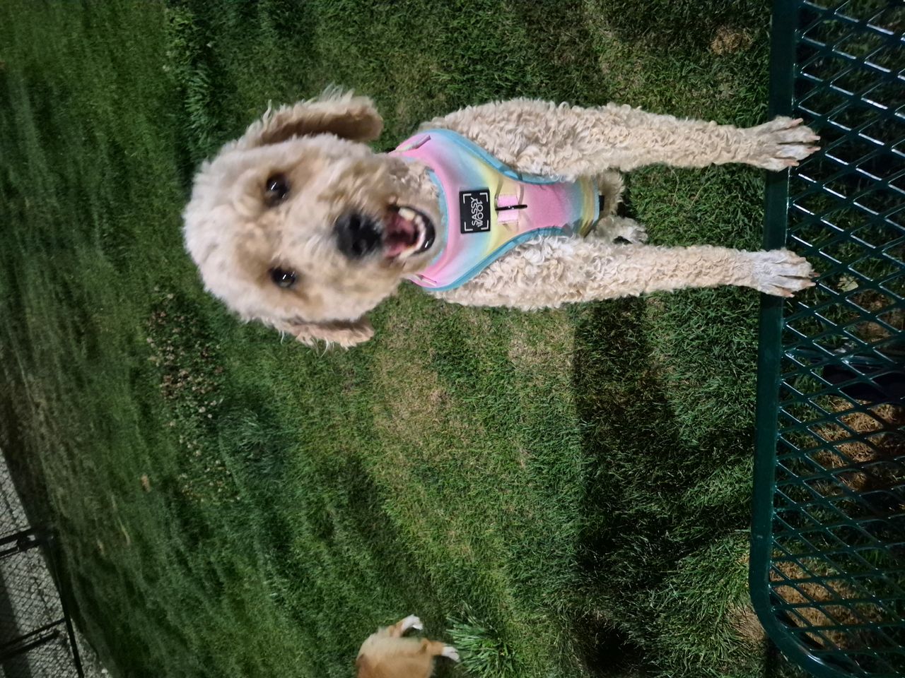 Pet travel photo 3