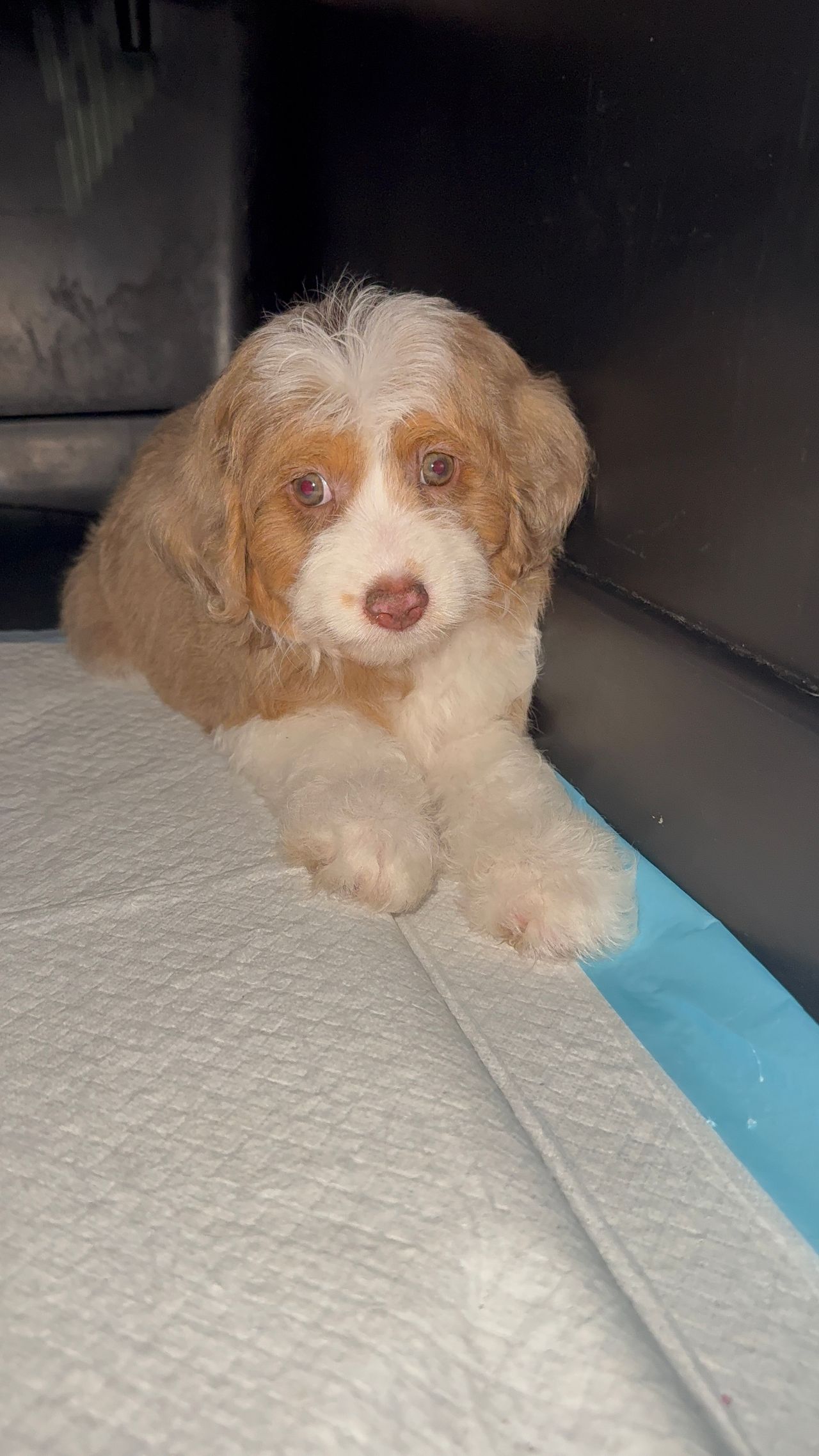 Pet travel photo 4