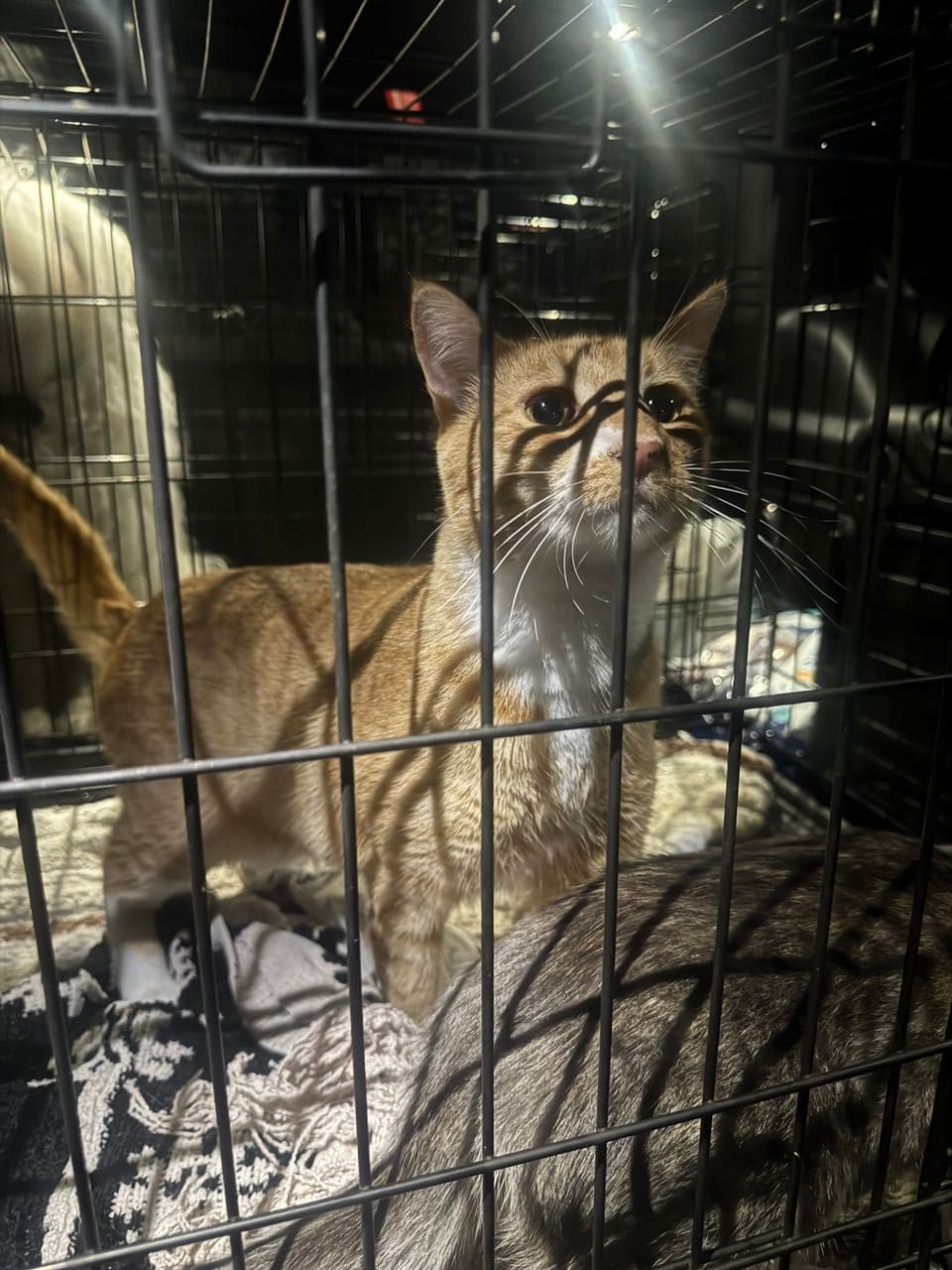Pet travel photo 4
