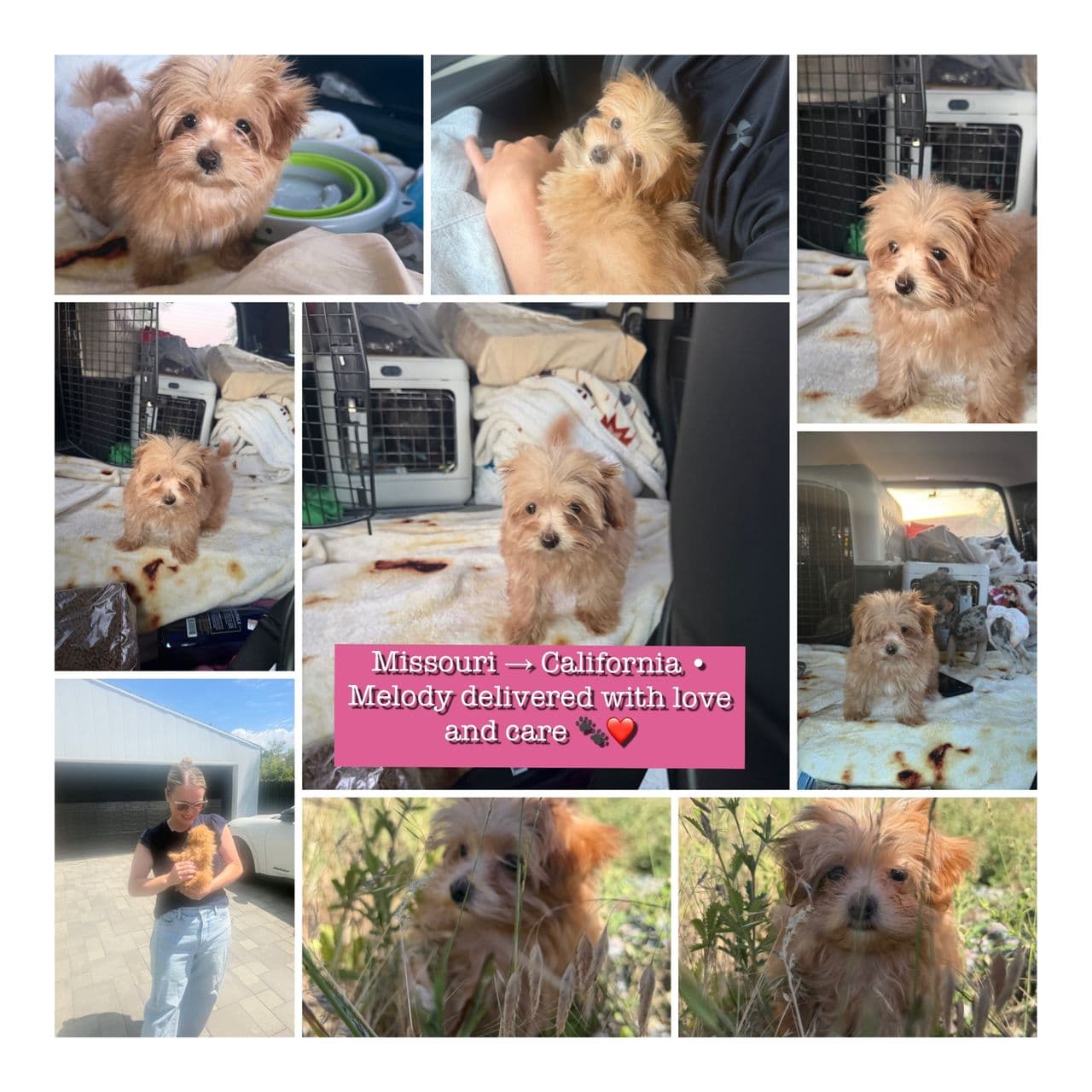 Pet travel photo 3
