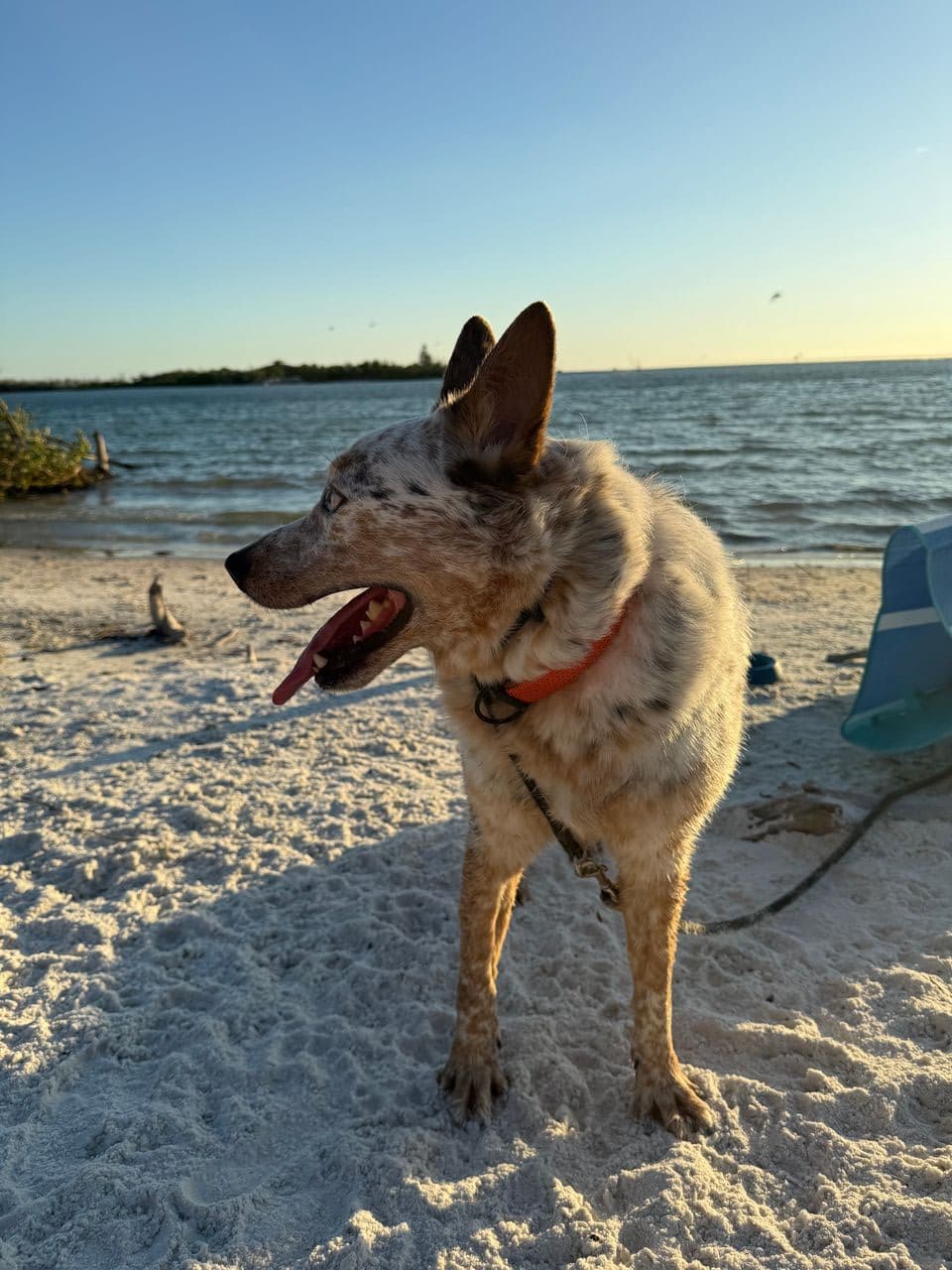 Pet travel photo 6