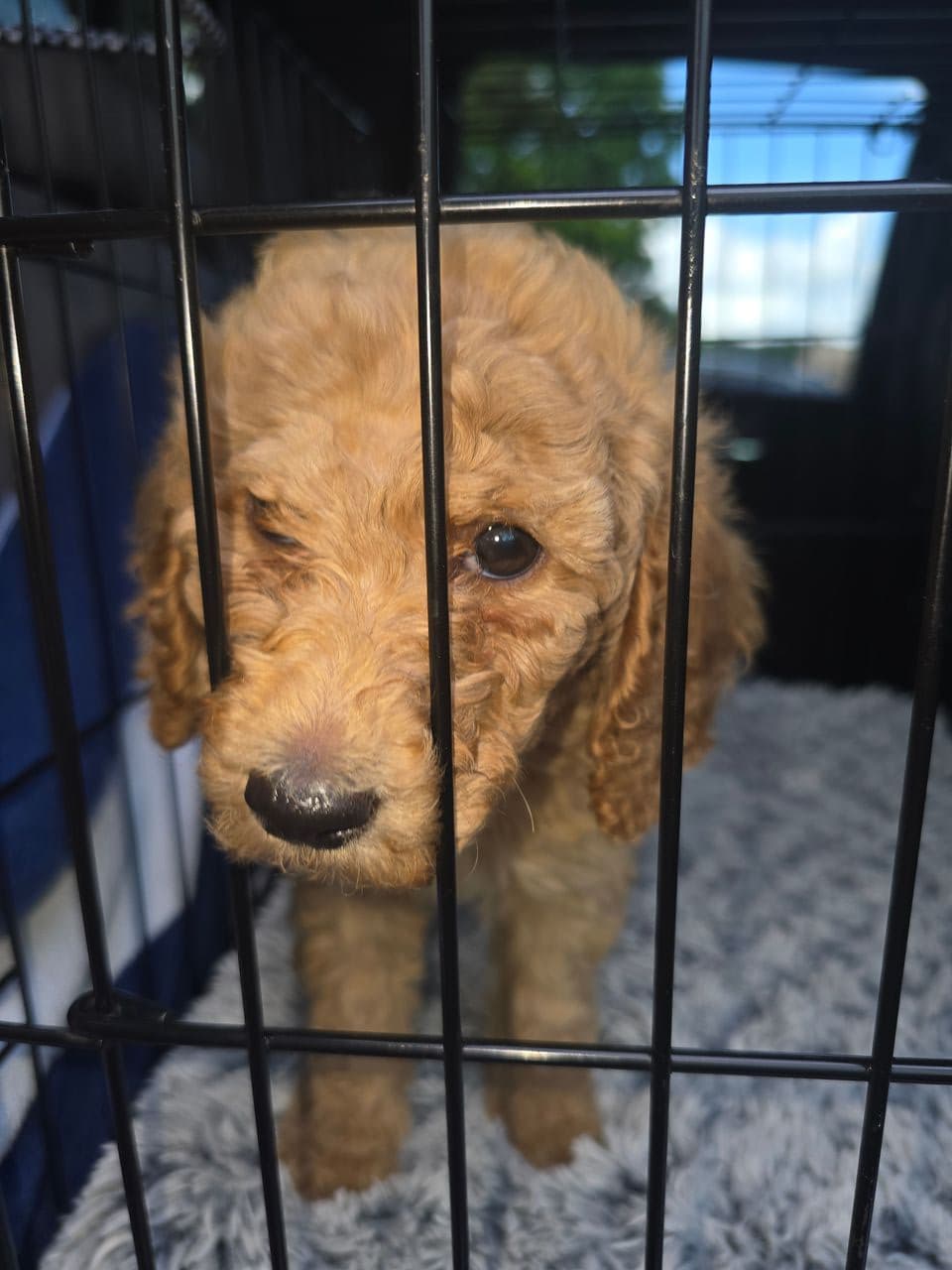 Pet travel photo 1