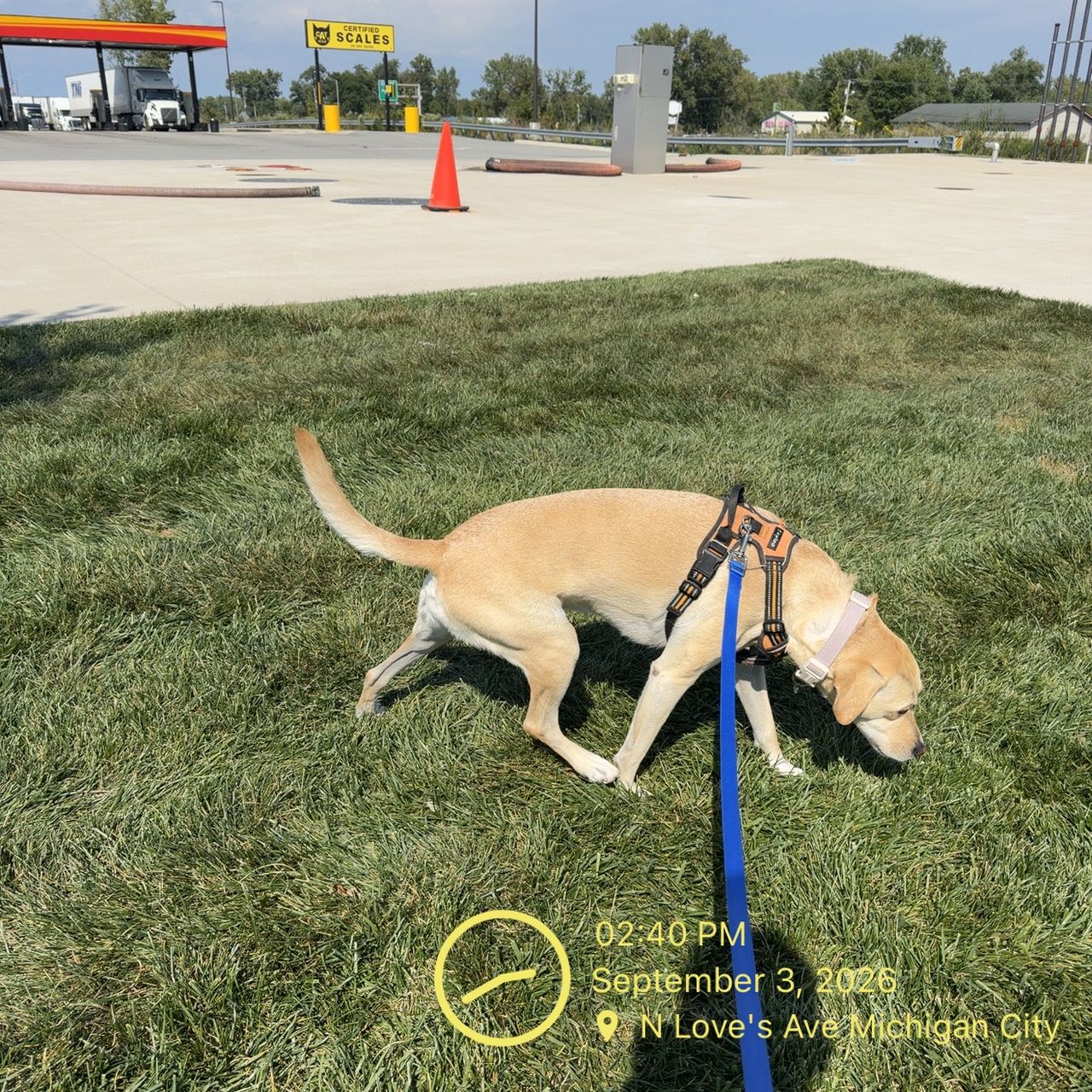 Pet travel photo 2