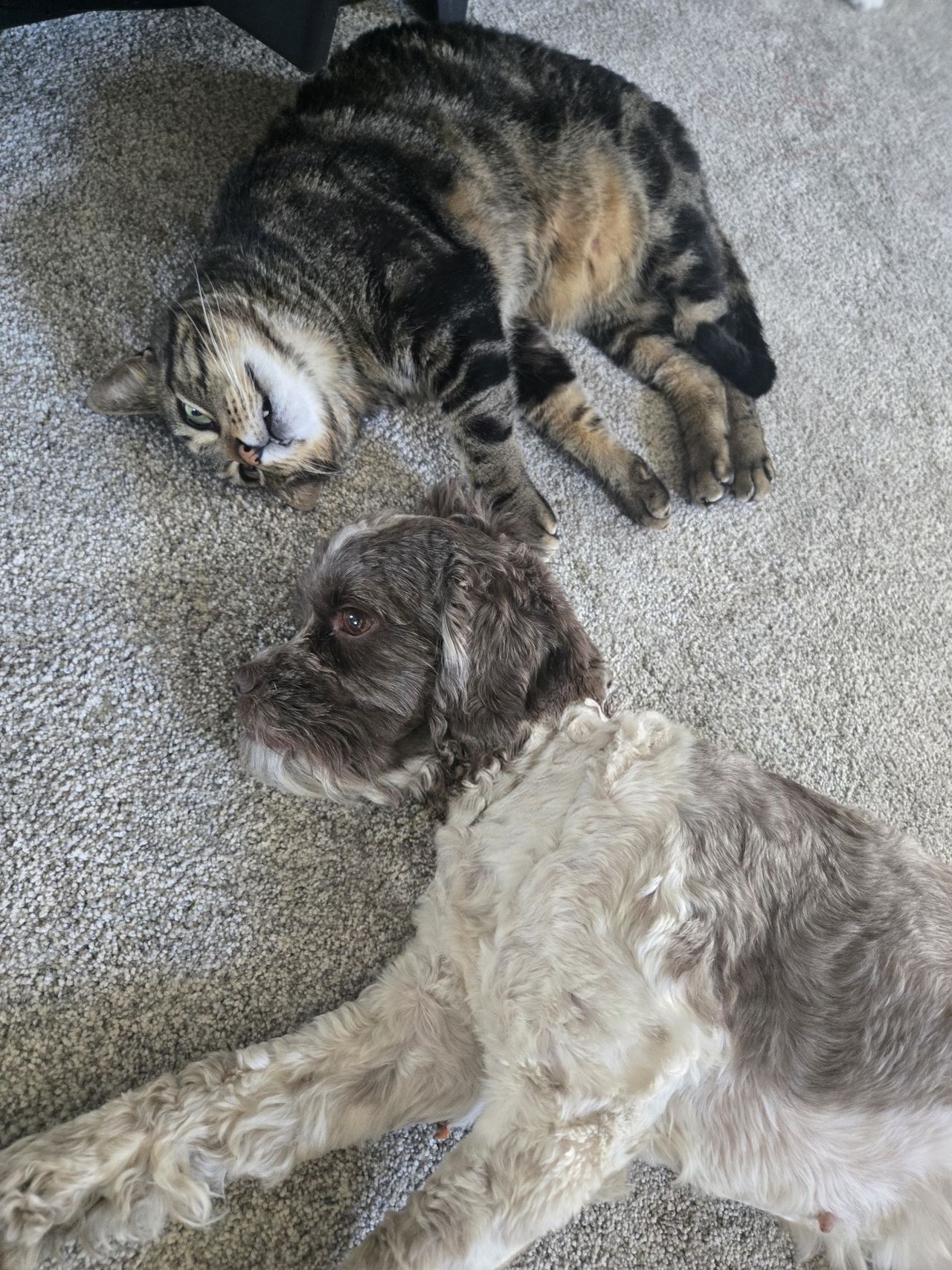 Pet travel photo 4