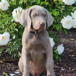 Labrador Retriever named Scarlett