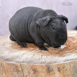 Guinea Pigs named Skinnyâs