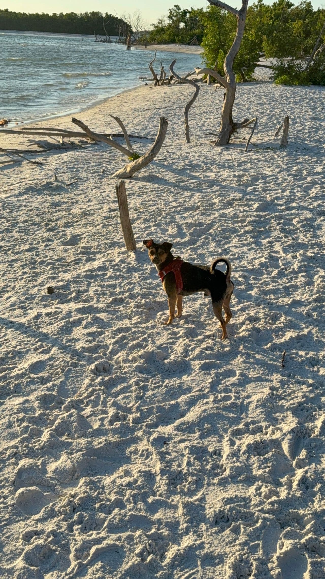 Pet travel photo 4
