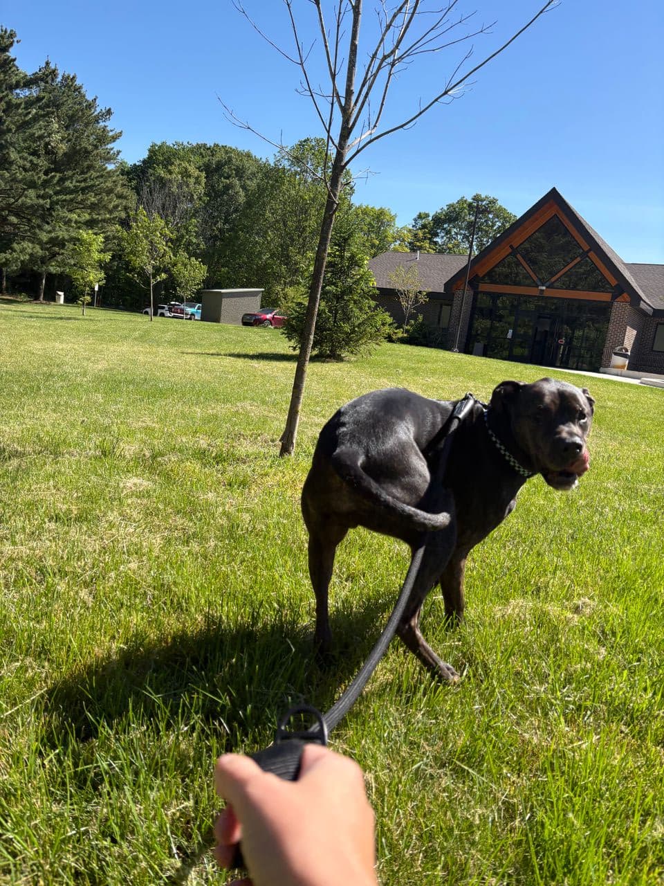 Pet travel photo 6