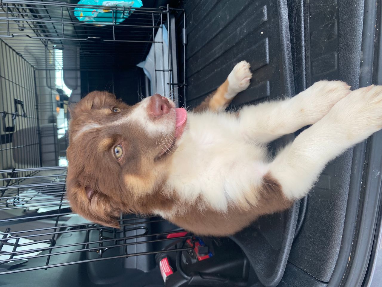 Pet travel photo 5