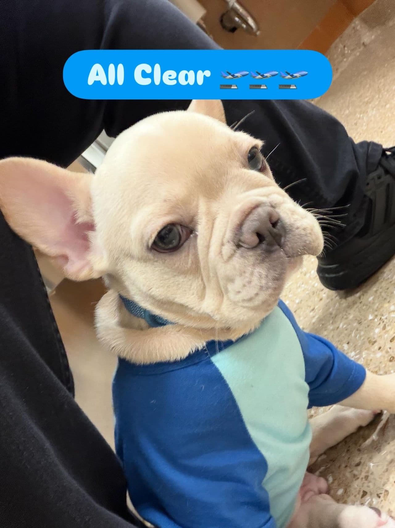 Pet travel photo 1