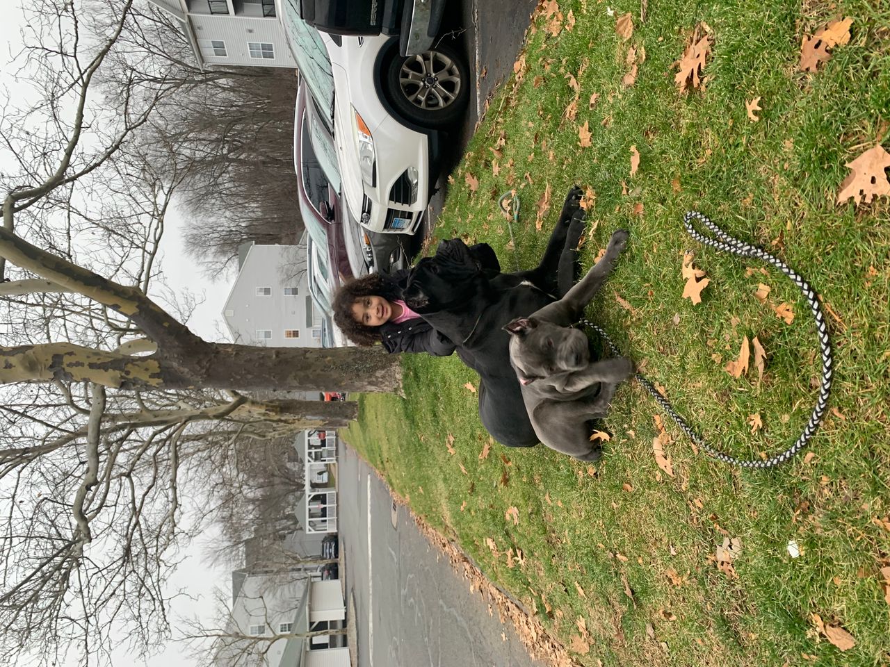 Pet travel photo 1