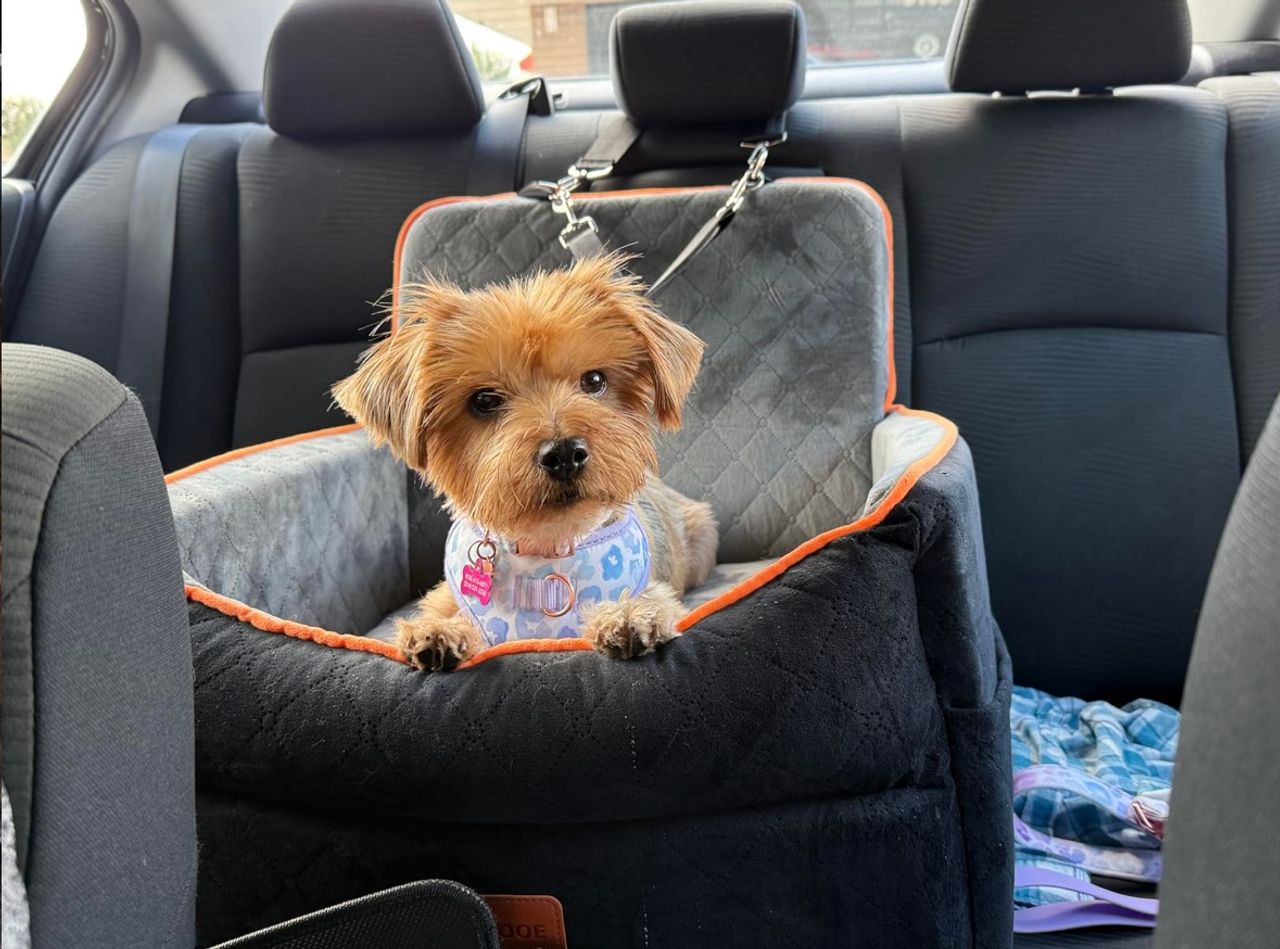 Pet travel photo 5