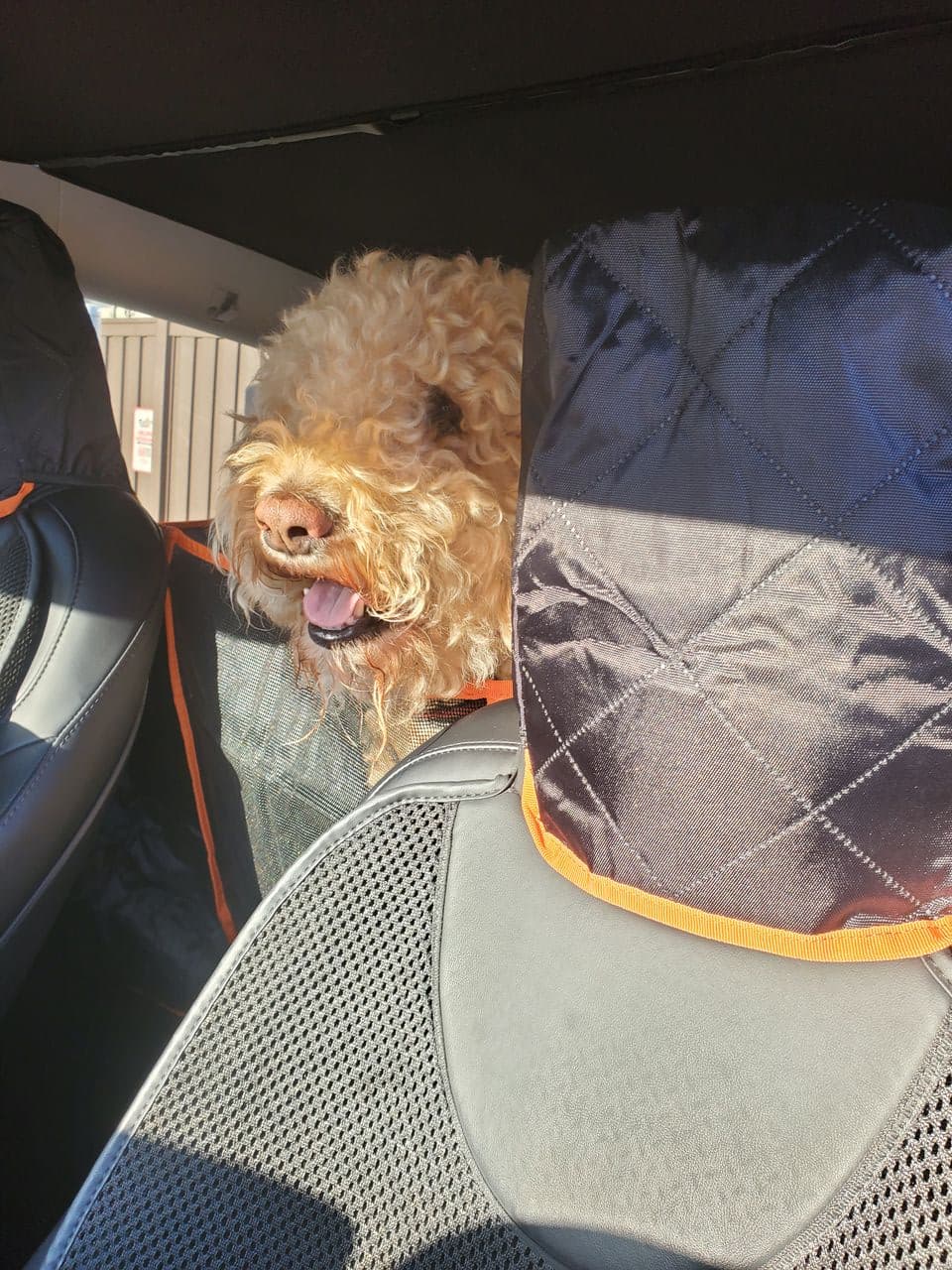 Pet travel photo 2