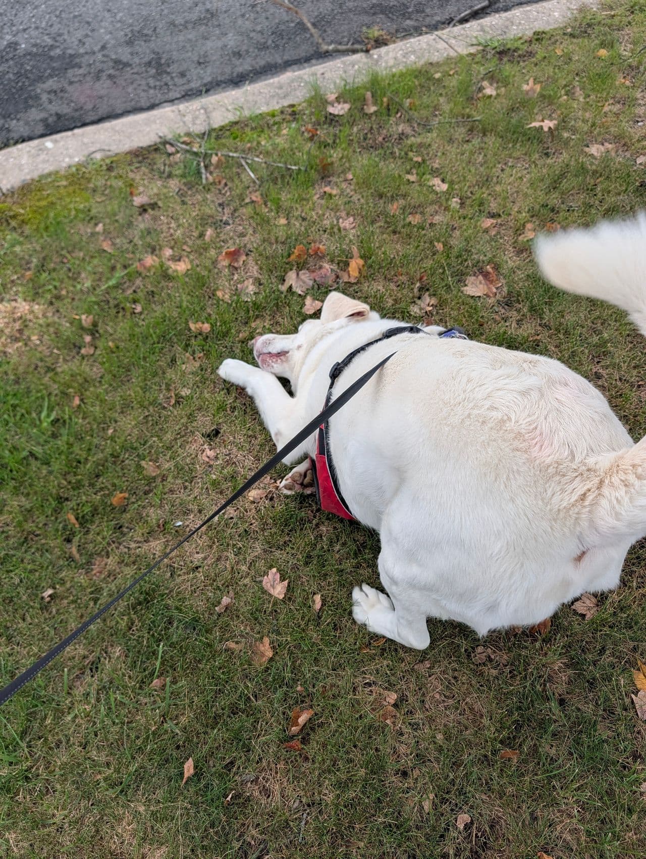 Pet travel photo 6