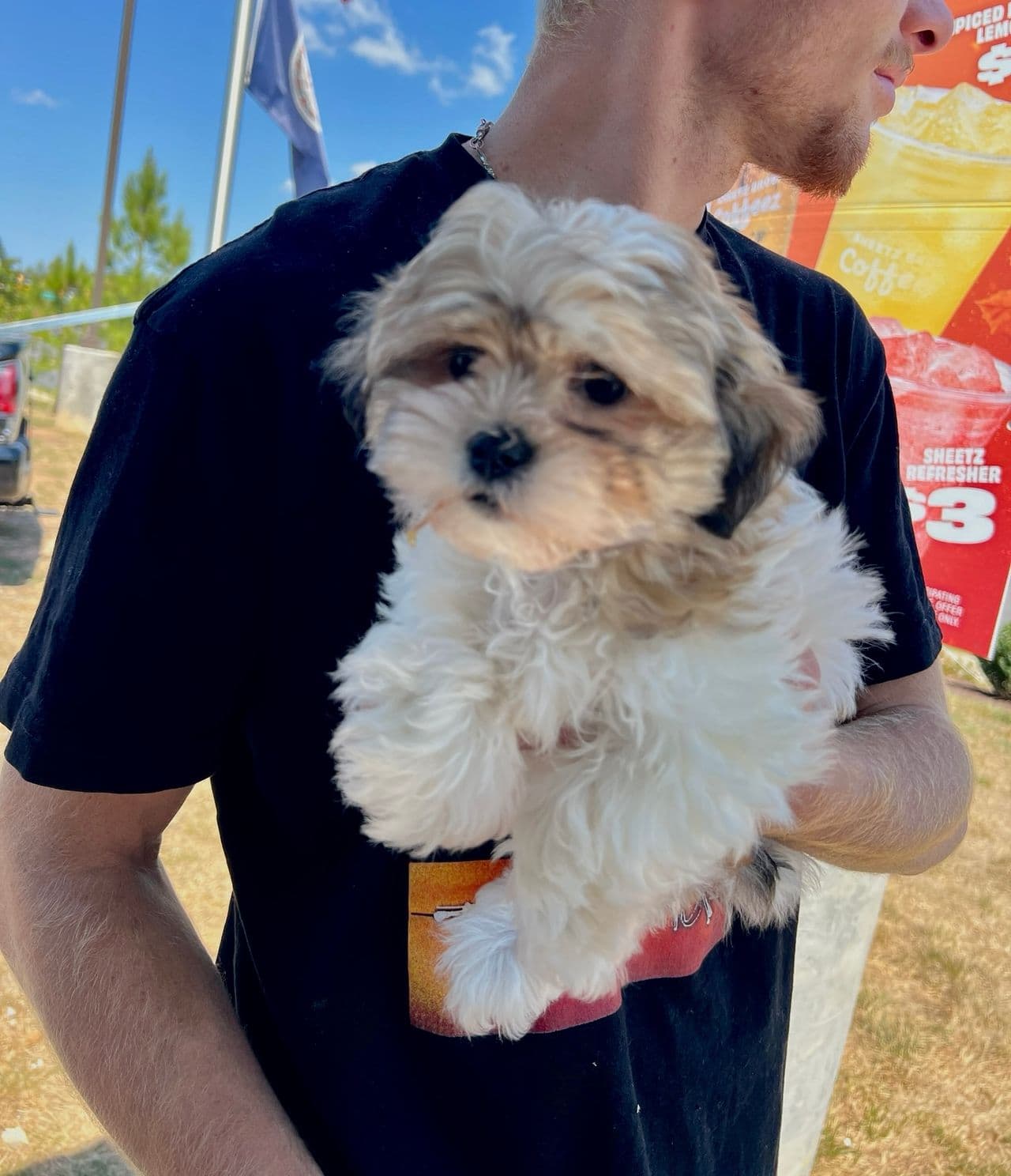 Pet travel photo 3