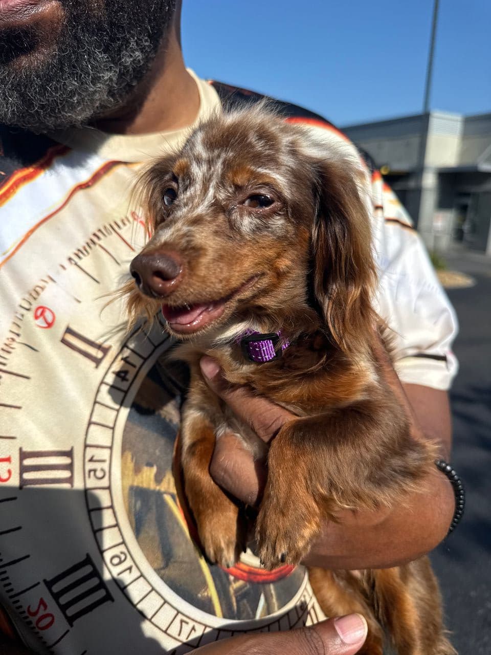 Pet travel photo 1