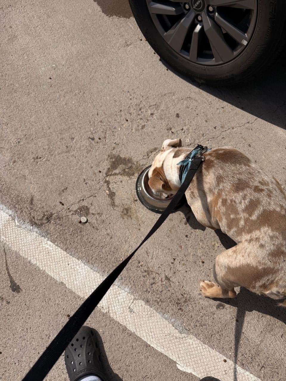 Pet travel photo 1