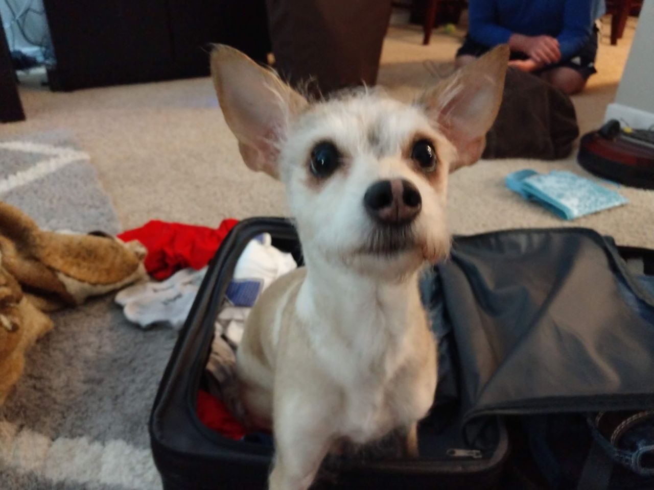 Pet travel photo 5