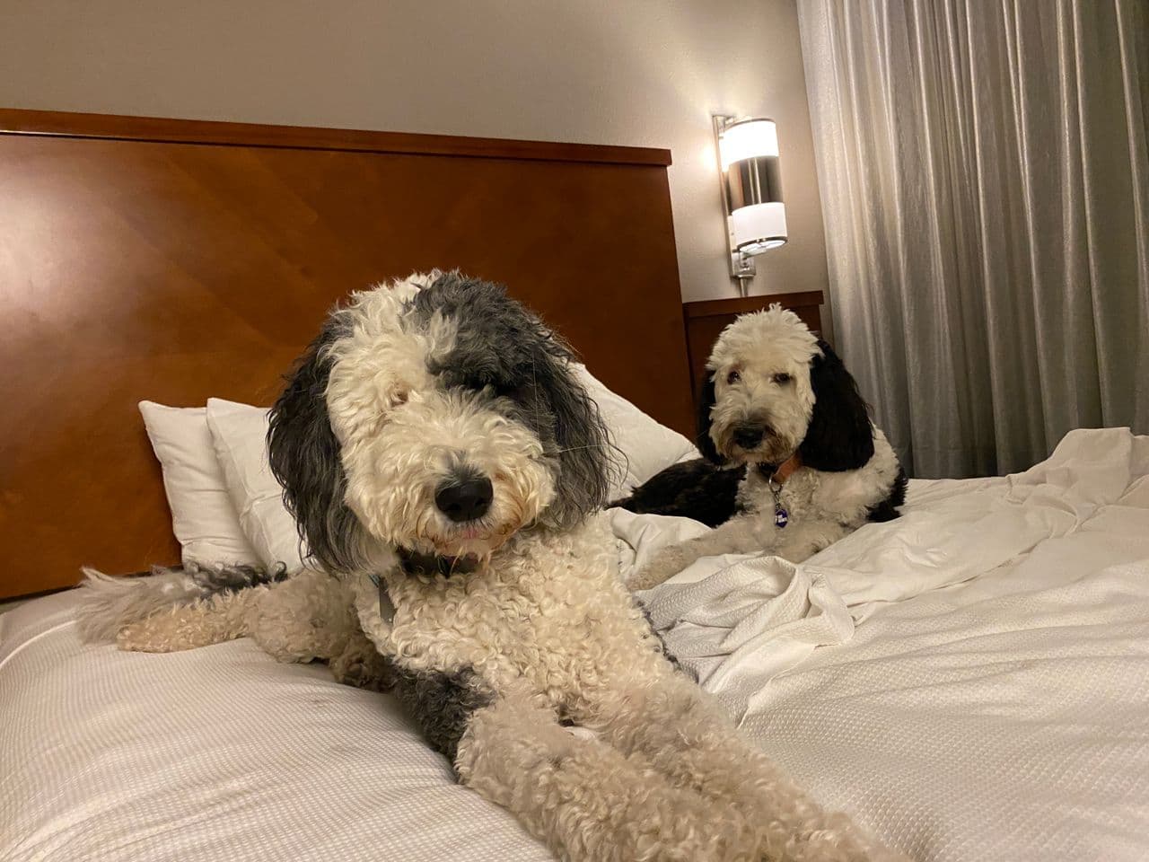 Pet travel photo 2