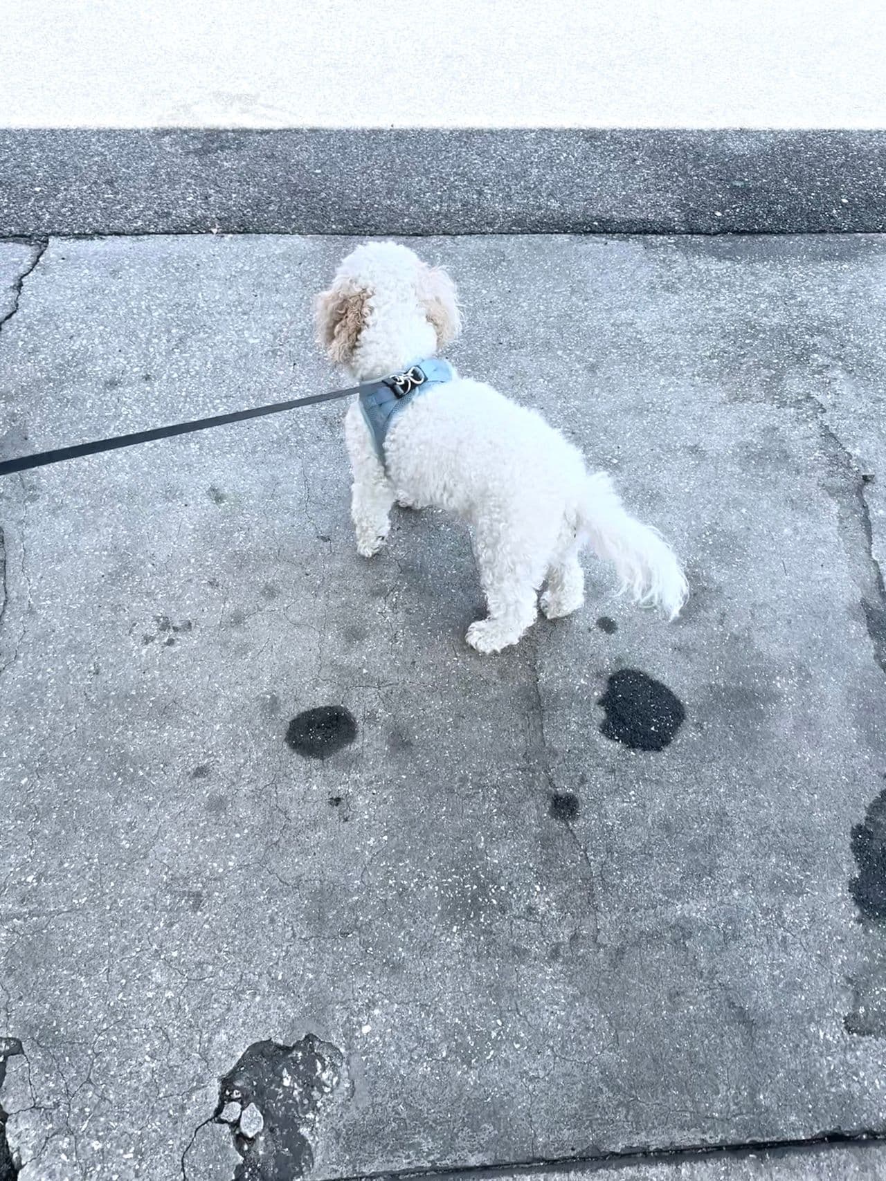 Pet travel photo 5